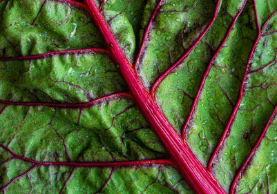 Nourishing from within: A holistic approach to optimal health