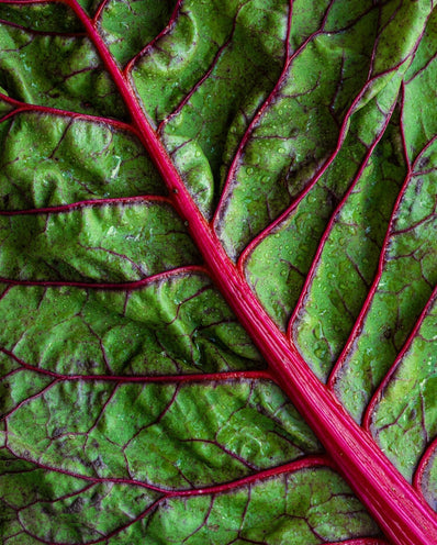 Nourishing from within: A holistic approach to optimal health